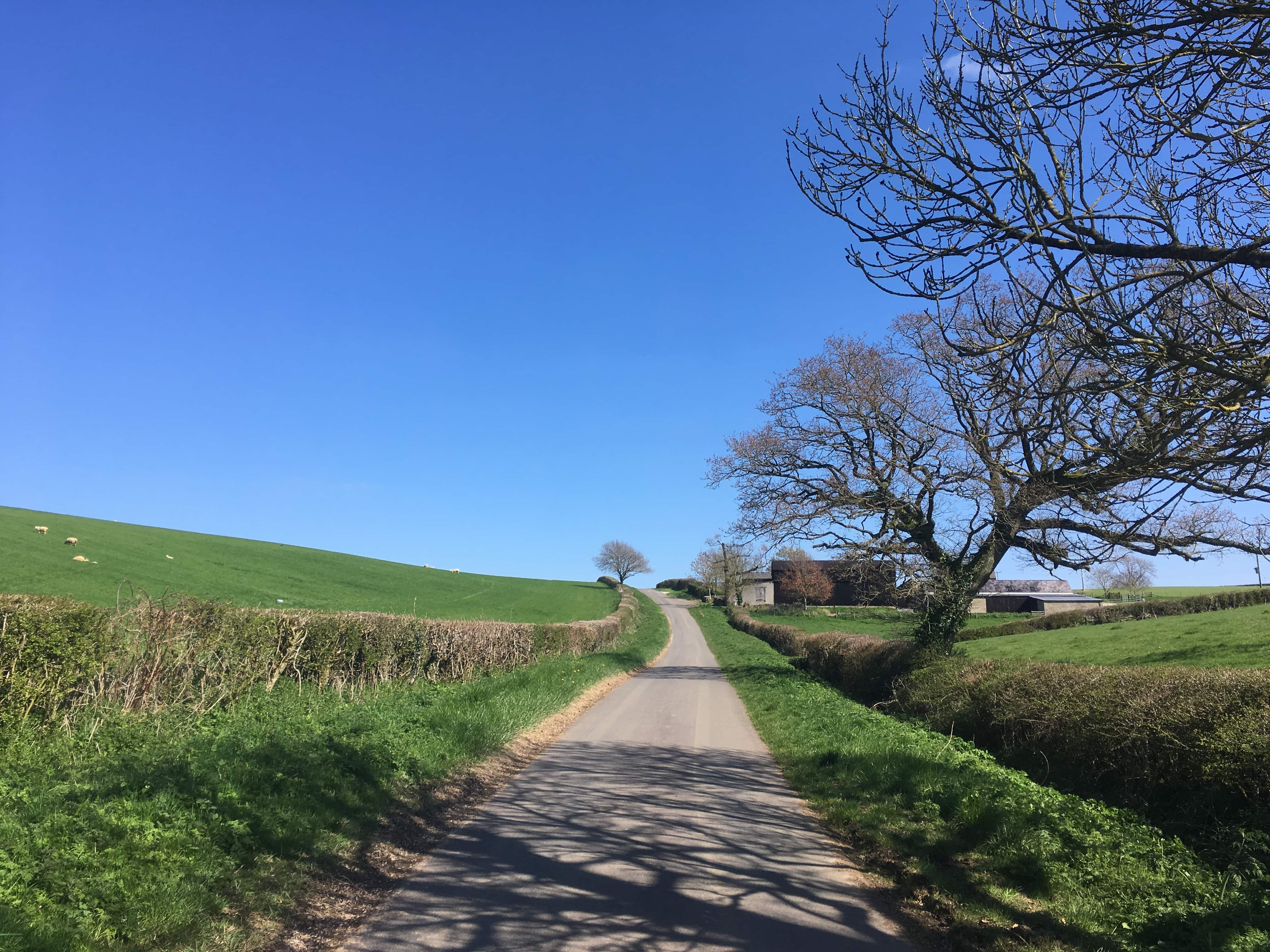 Picture of the country Side with Sheep